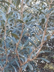 Olea europaea