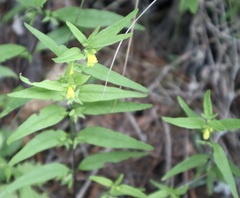 Melampyrum sylvaticum