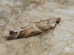 Nyctegretis lineana