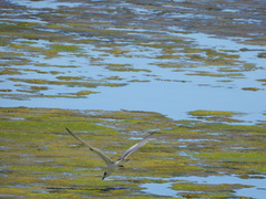 Chlidonias leucopterus