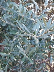 Olea europaea