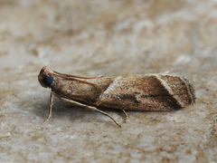 Nyctegretis lineana