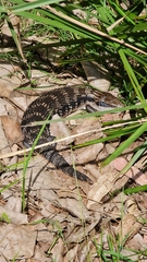 Tiliqua scincoides