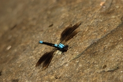 Diphlebia euphoeoides