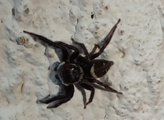Hasarius adansoni