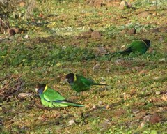 Barnardius zonarius semitorquatus