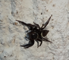 Hasarius adansoni