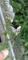 Cleome rutidosperma