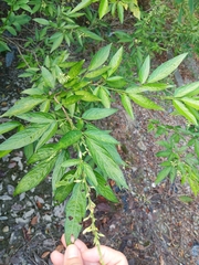 Ohwia caudata