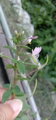 Cleome rutidosperma