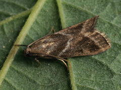 Nyctegretis triangulella