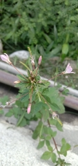 Cleome rutidosperma