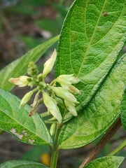 Ohwia caudata