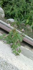Cleome rutidosperma