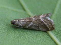 Nyctegretis triangulella