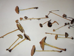 Protostropharia semiglobata