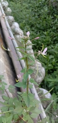 Cleome rutidosperma