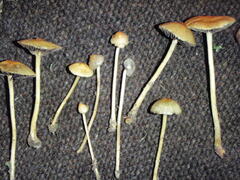 Protostropharia semiglobata