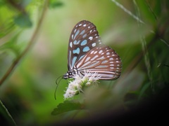 Ideopsis similis