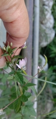 Cleome rutidosperma