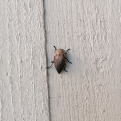 Capnodis tenebricosa