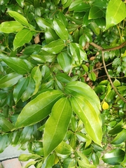 Cinnamomum
