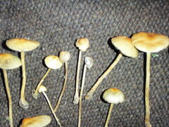 Protostropharia semiglobata