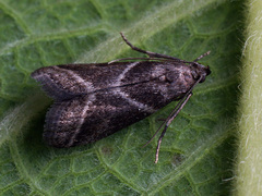 Nyctegretis triangulella