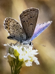 Plebejus idas