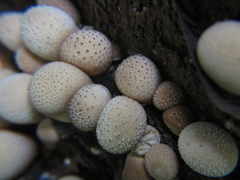 Scleroderma areolatum