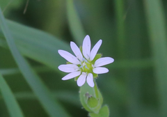 Stellaria aquatica