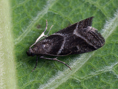 Nyctegretis triangulella