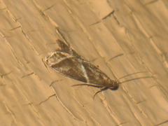 Nyctegretis triangulella