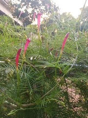 Ipomoea quamoclit