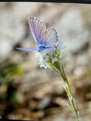 Plebejus idas