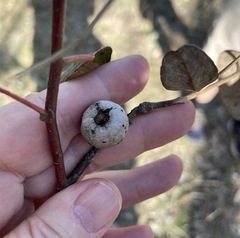 Apiomorpha baeuerleni