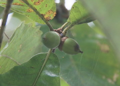 Fagaceae