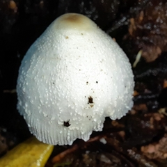Leucocoprinus