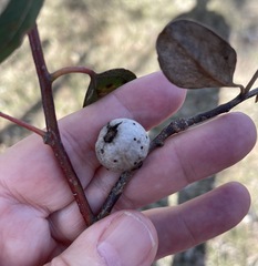 Apiomorpha baeuerleni