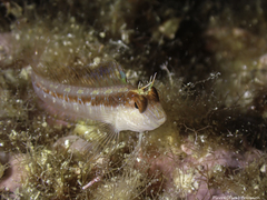 Parablennius rouxi