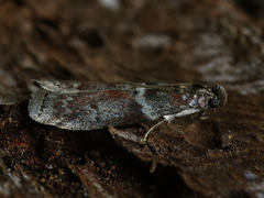 Laodamia faecella