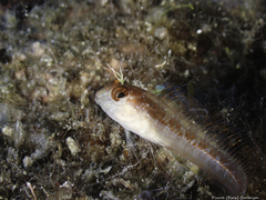 Parablennius rouxi