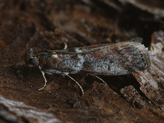 Laodamia faecella