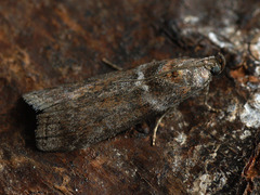 Laodamia faecella