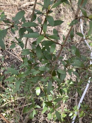 Coprosma