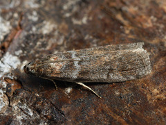 Laodamia faecella