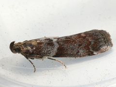 Laodamia faecella