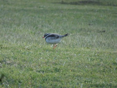 Elseyornis melanops