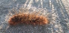 Phyllalia