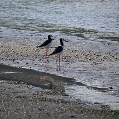 Himantopus leucocephalus